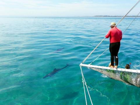 Dolphin swimming under boom net