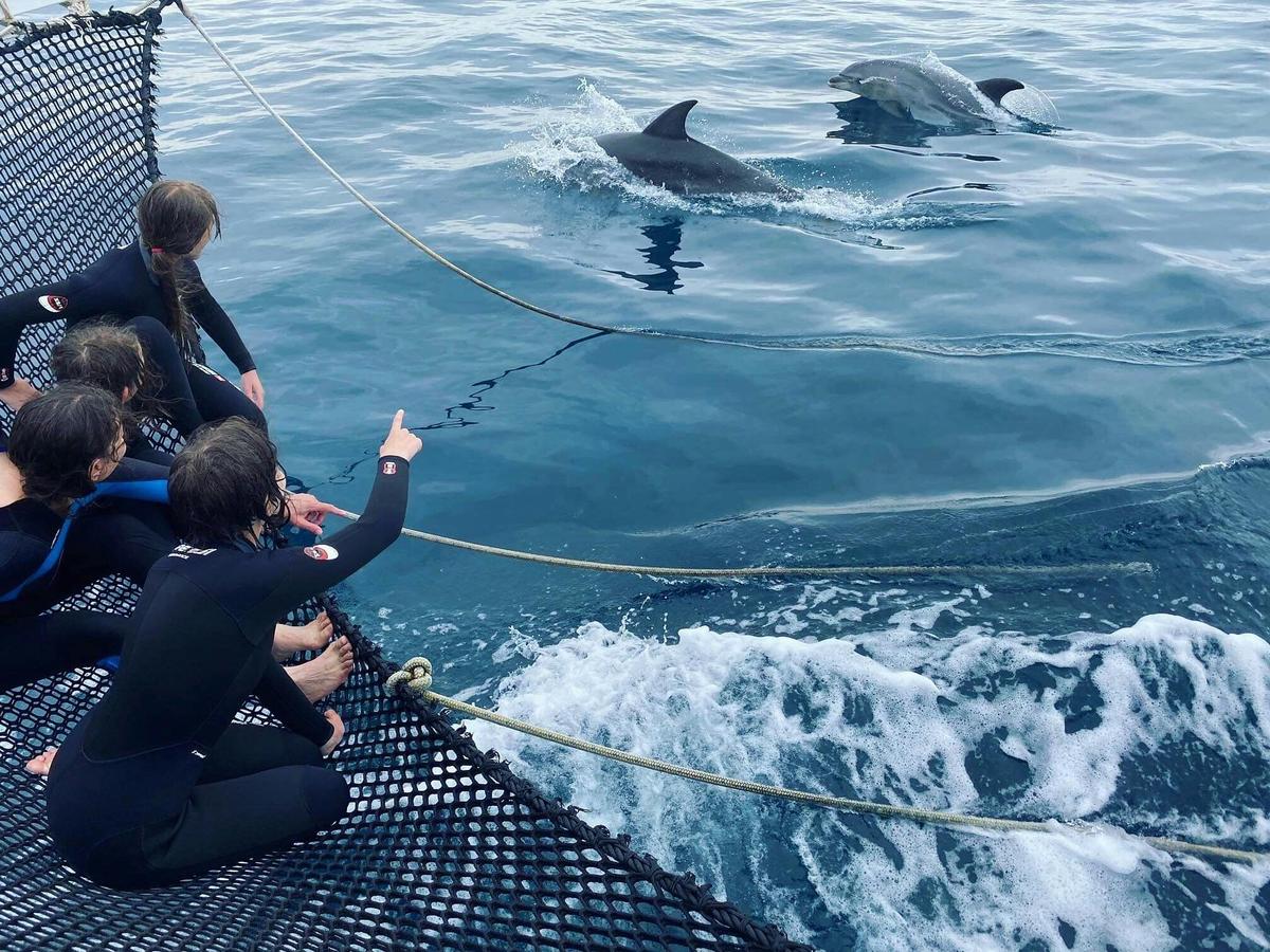 Dolphin & Boom