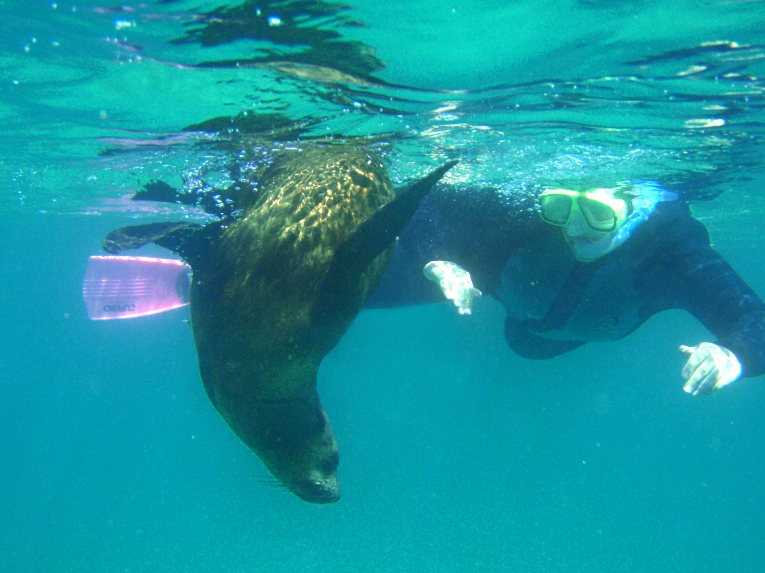 Swimming with wild dolphins and seals on the same tour. Simply Awesone