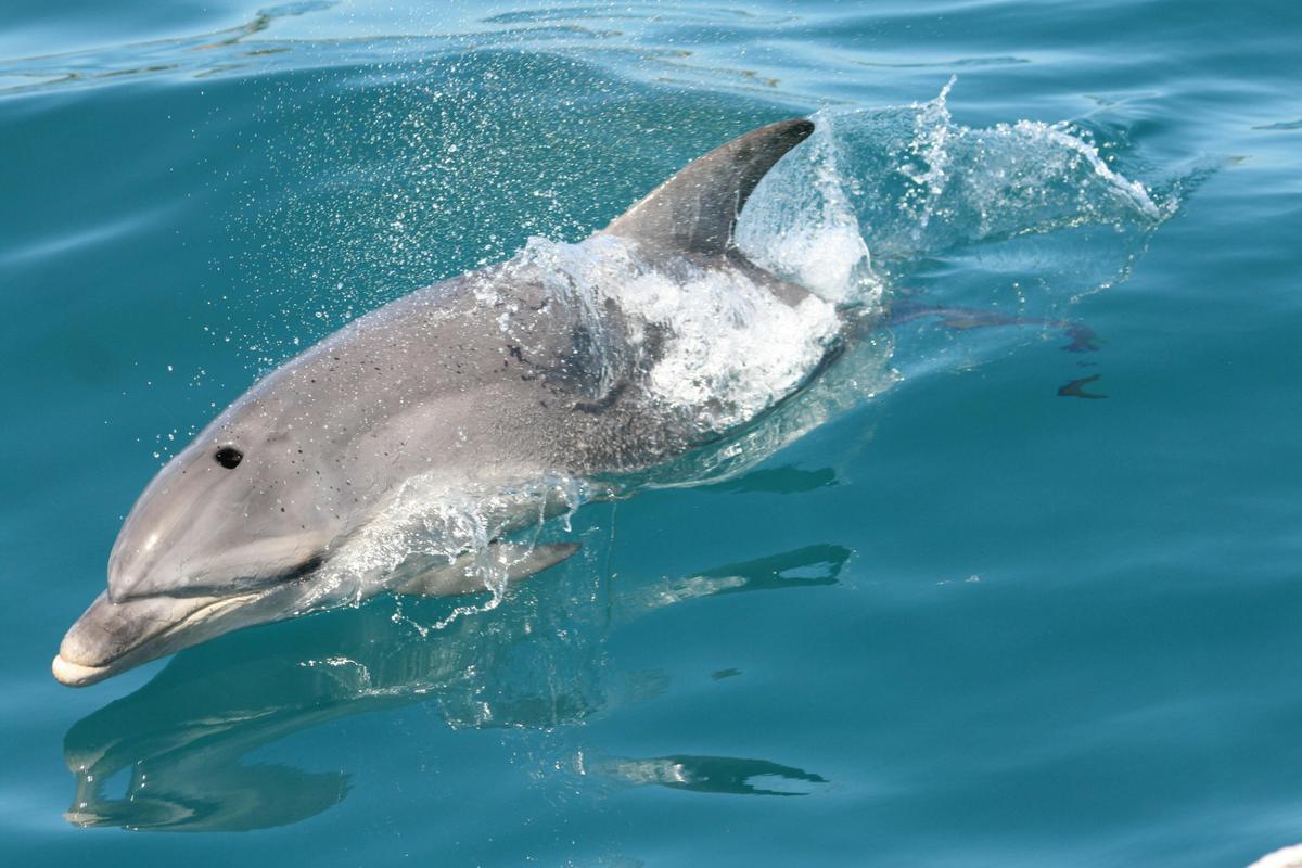 Sea All Dolphin Swims