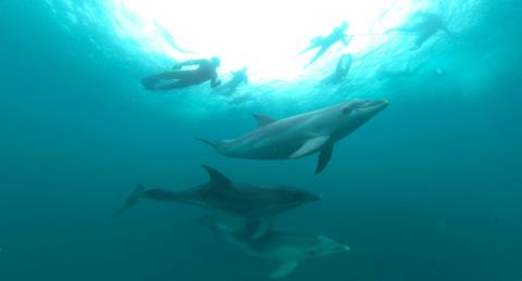 Sea All Dolphin Swims