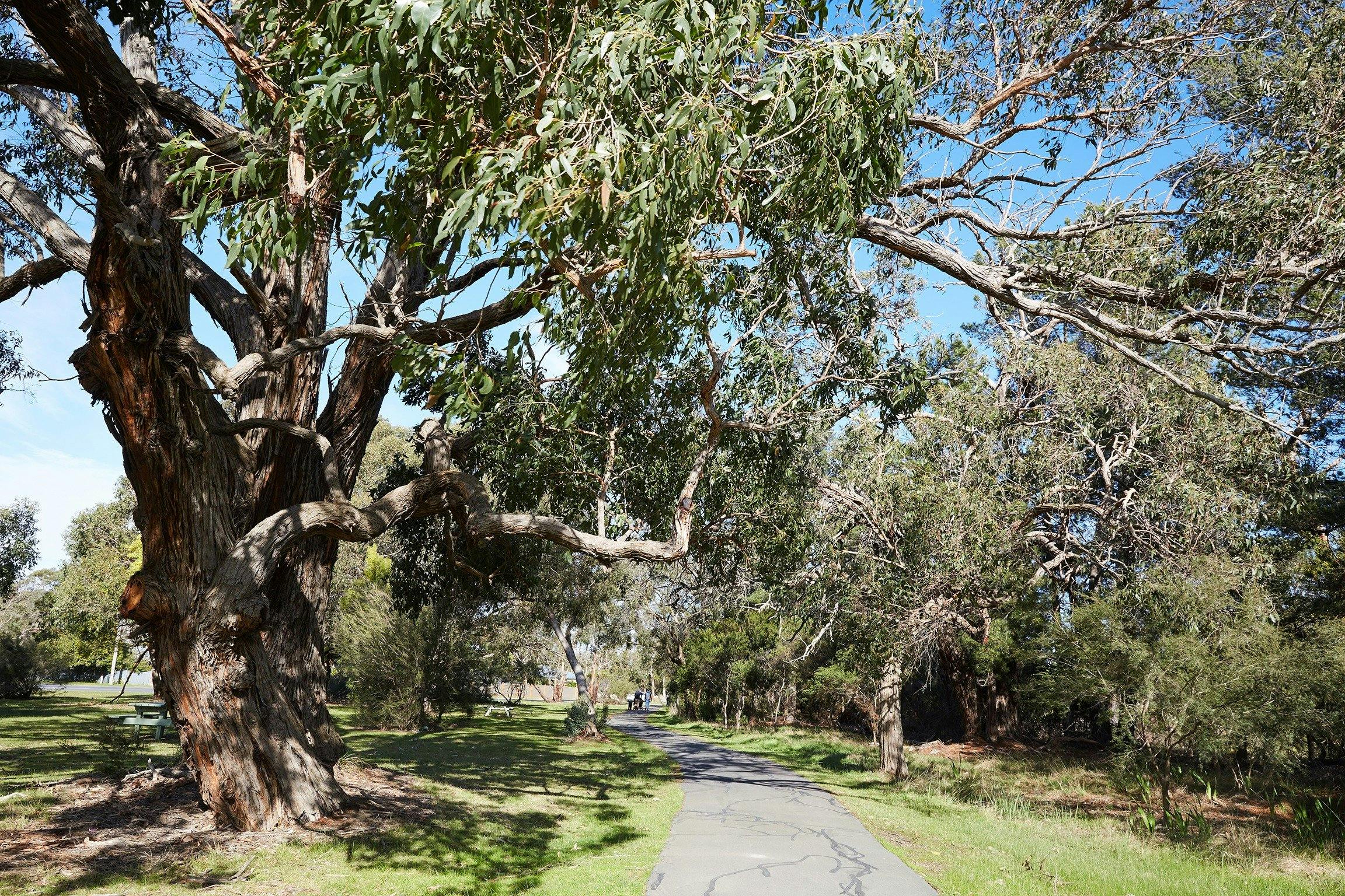 Somers Trail (part of the Western Port Bay Trail)