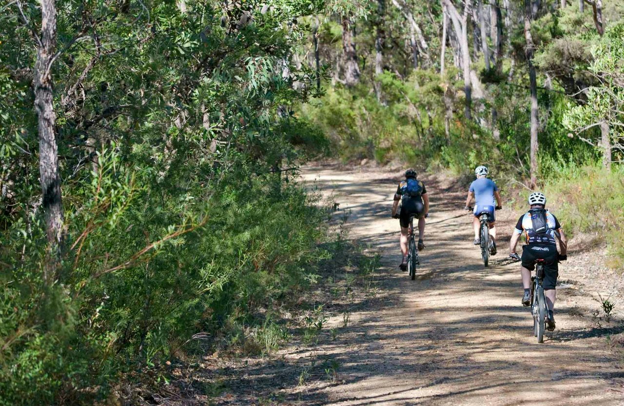Andersons Fire Trail, Blue Mountains National Park. Photo: Nick Cubbin/NSW Government