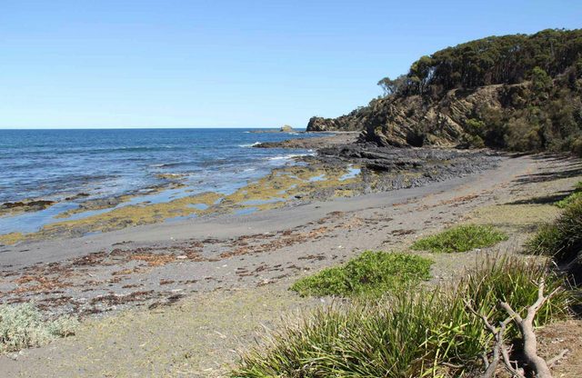 Honeysuckle Beach Walking Track