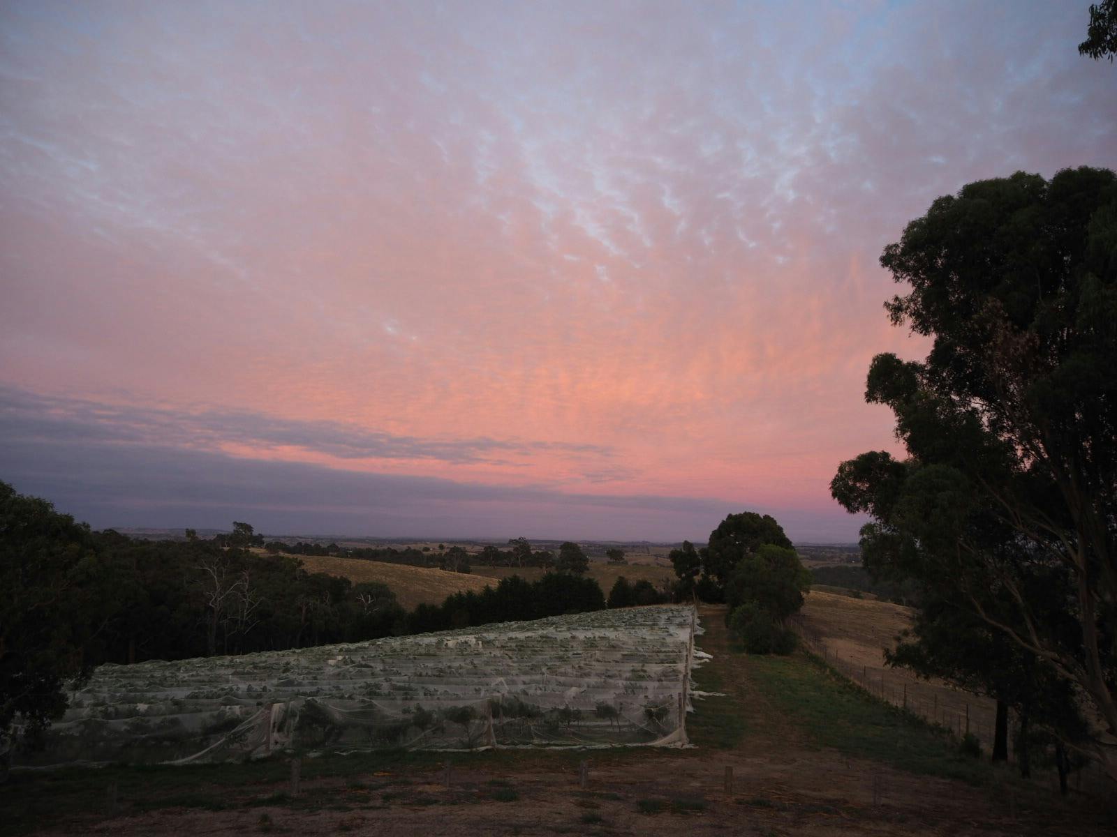 Sunset over the vineyard