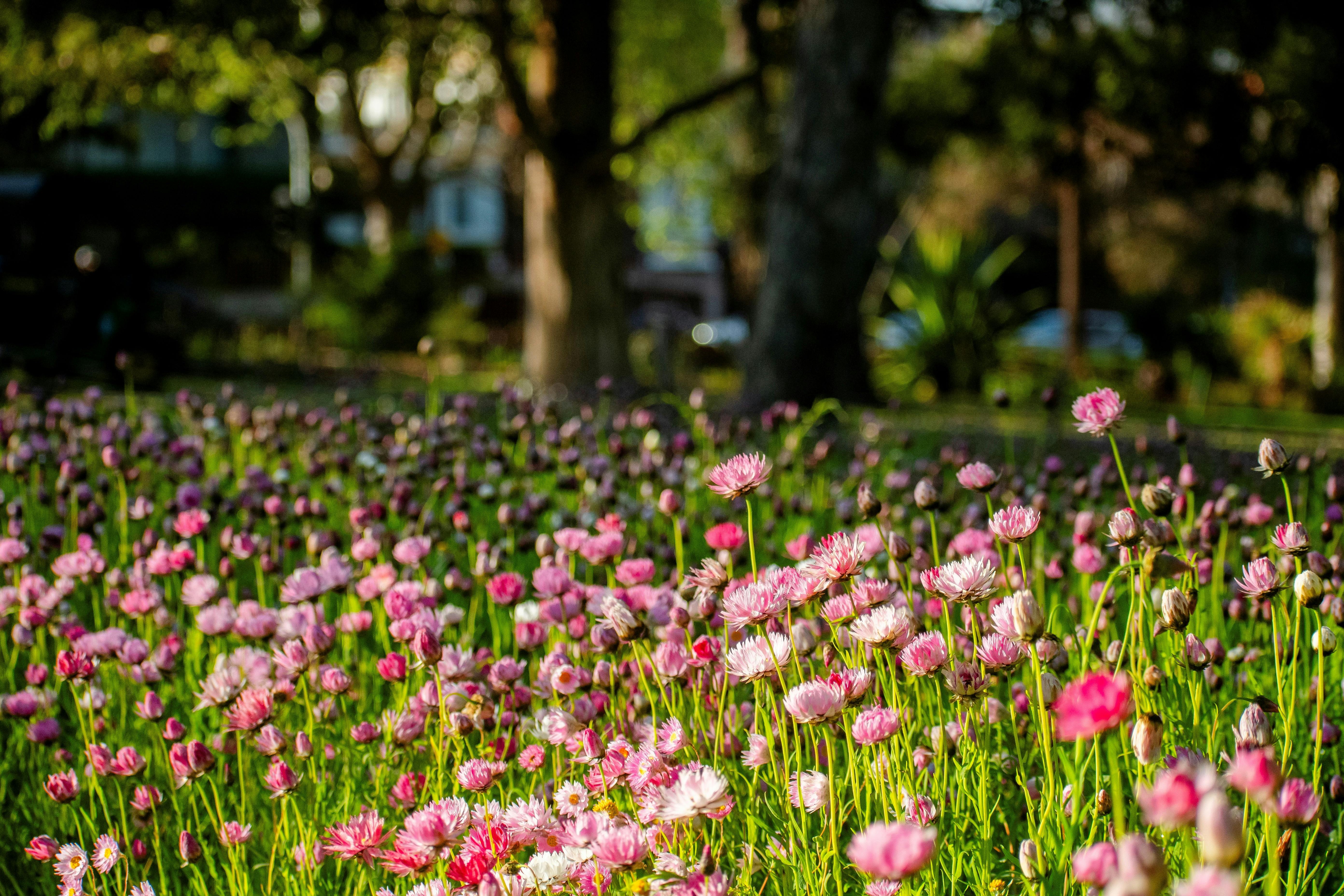 Flowering meadows