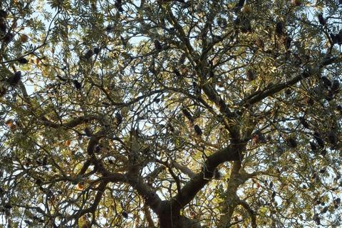 Sweetwater Creek (Upper) Reserve Trail