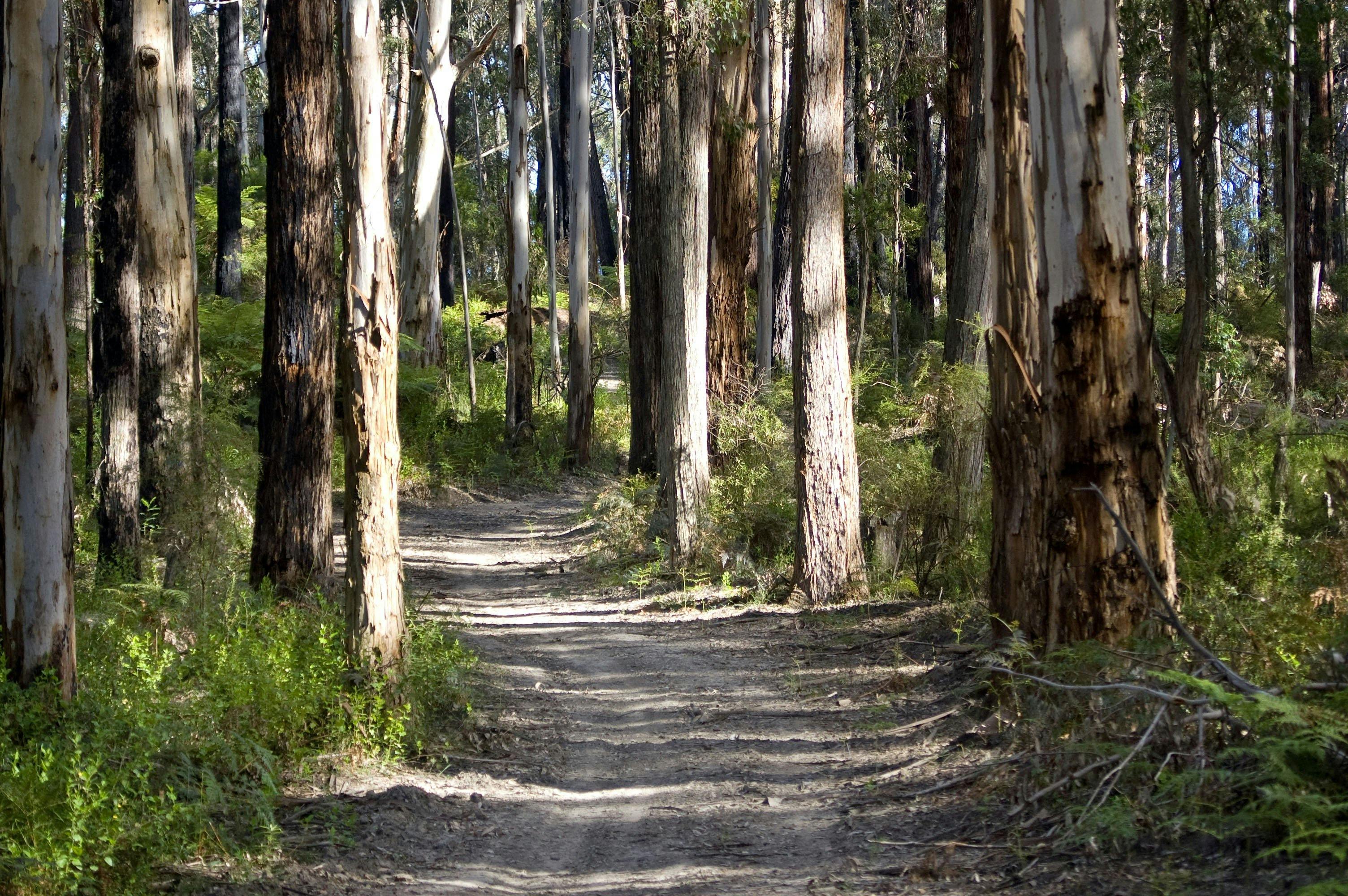 Walk or ride along the forest trails around Erica and Walhalla.