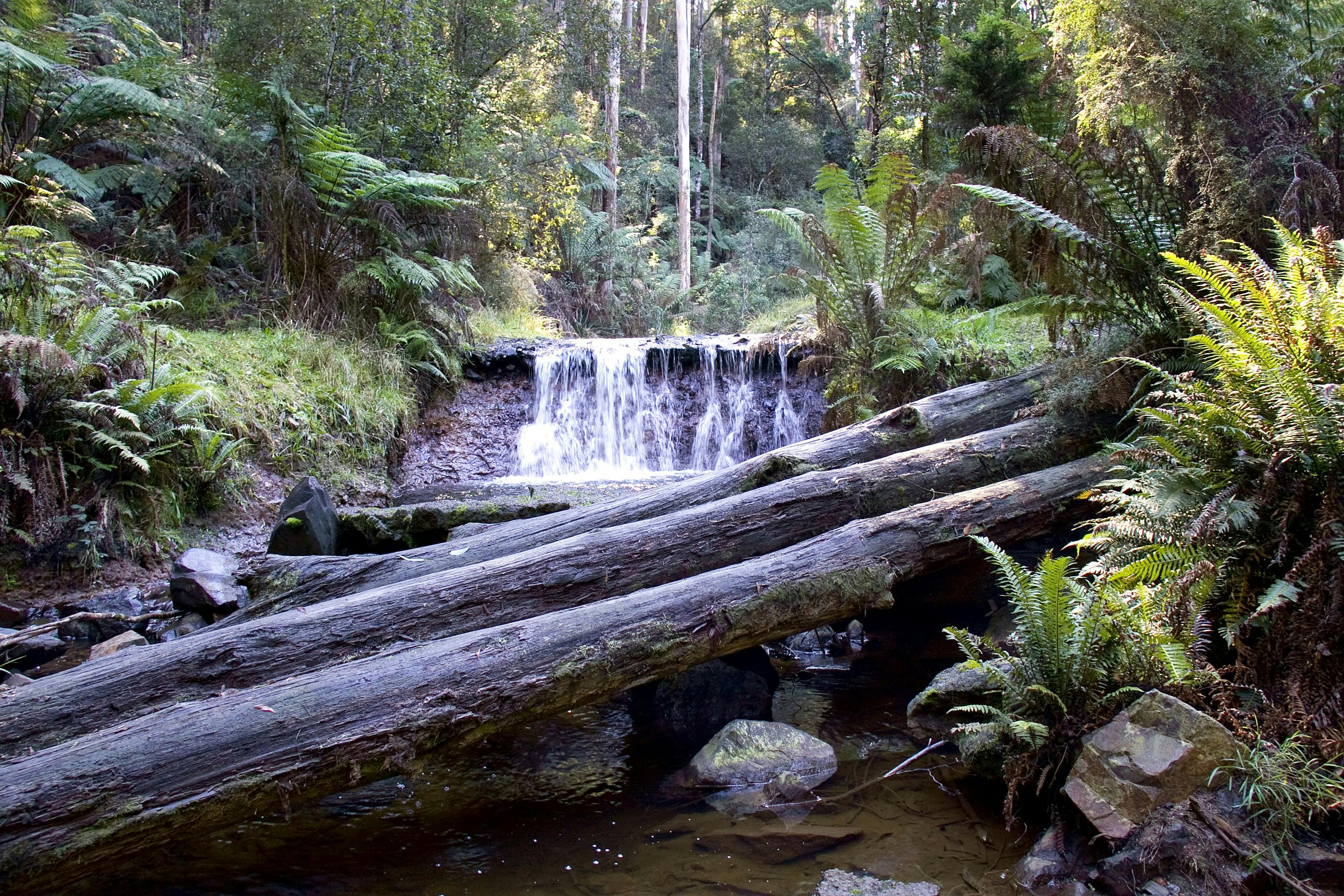 Forested picnic areas along the Alpine Walking Trail.