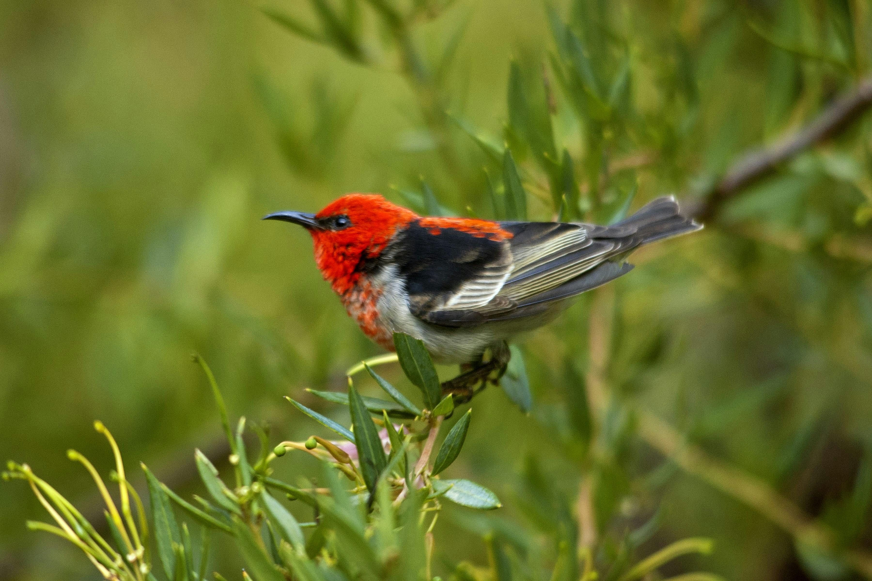 A scarlet honeyeater visiting Erica in spring.