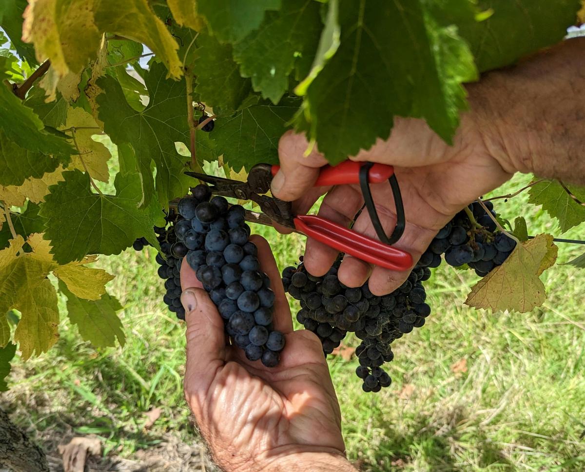 Pinot Noir Harvest