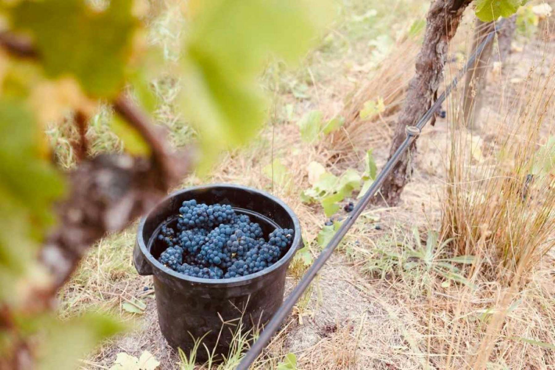 Grapes ready for harvest