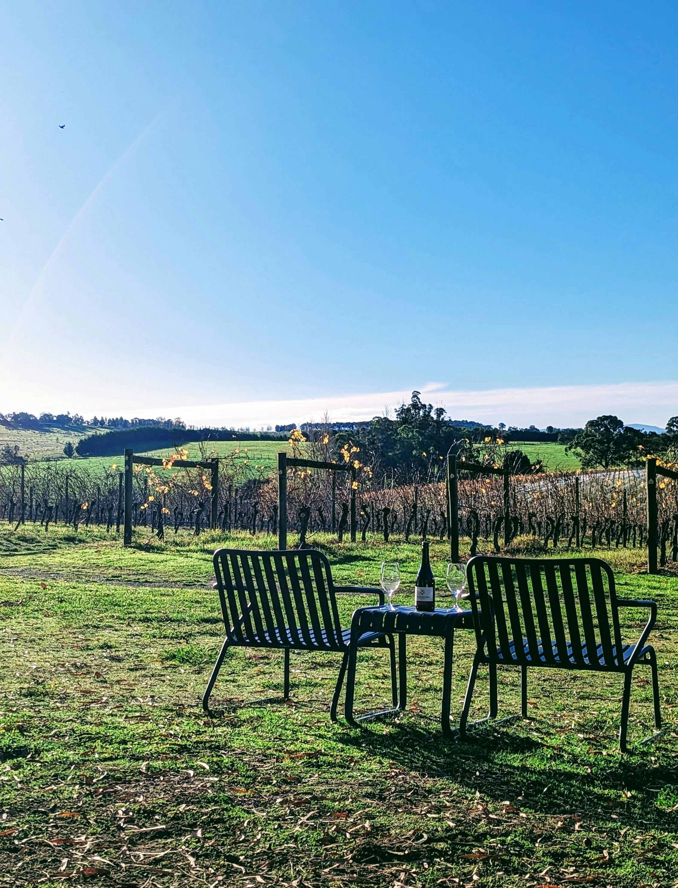 Glass of wine with vineyard views