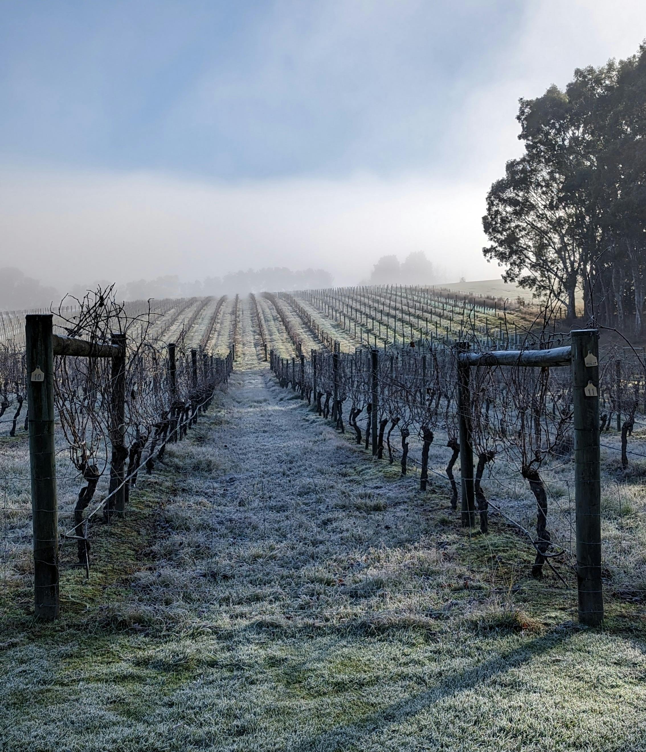 Frosty morning in the vineyard