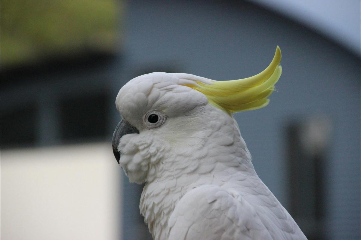Cockatoo