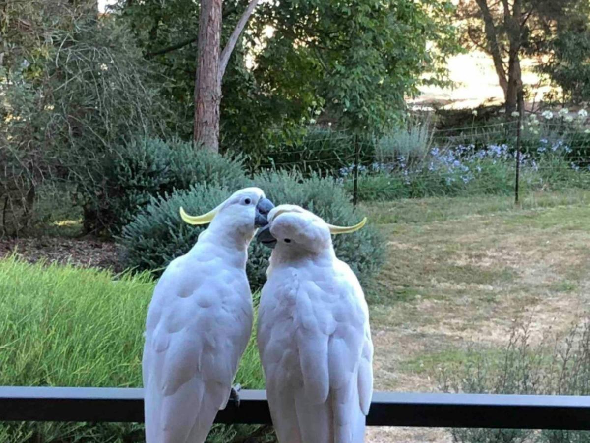 Two sulphur crested cockatoos preening on a balcony