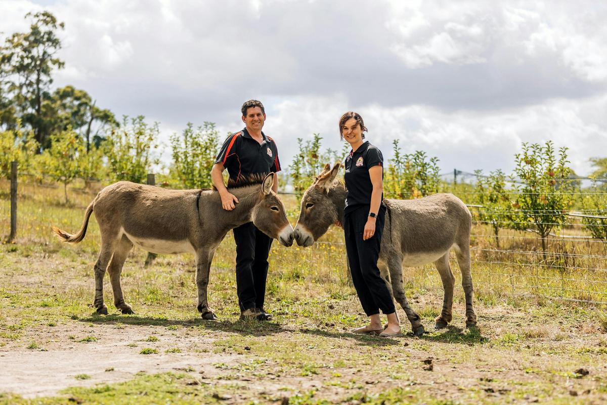 Friendly apple loving donkeys and their owners