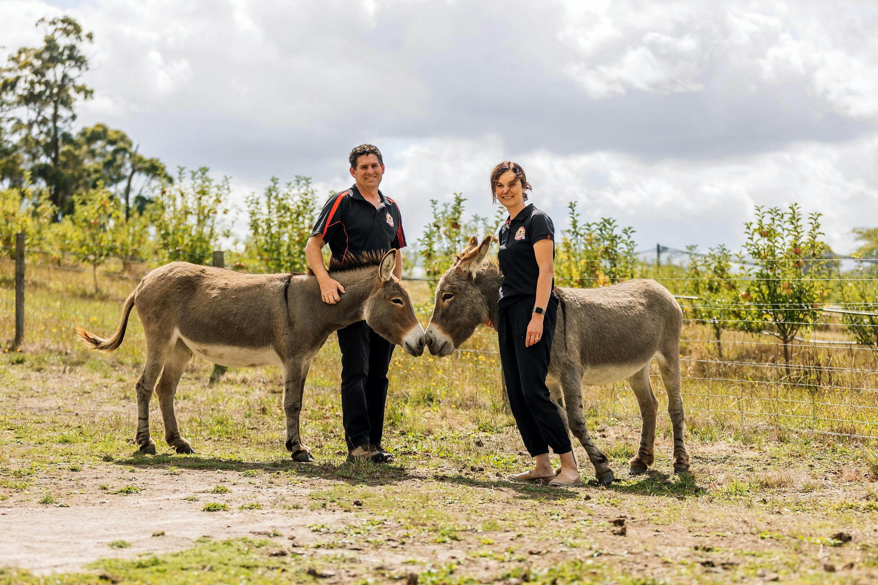 Friendly apple loving donkeys and their owners