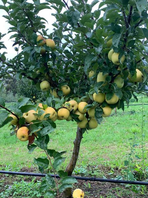Sherwood Park Orchard Bakery and Cafe
