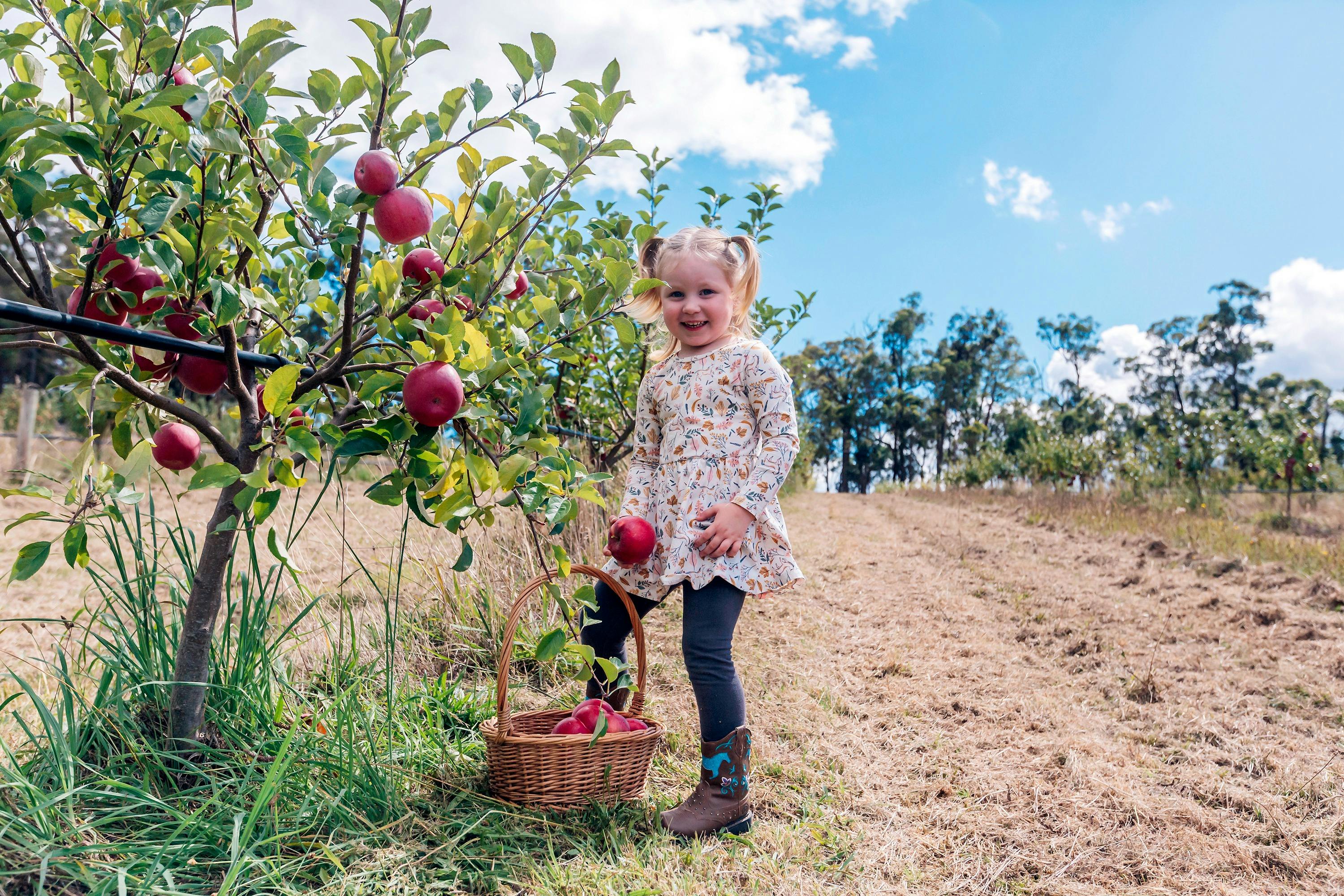 Picking Apples