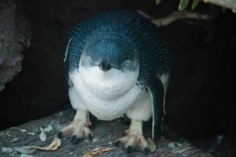 Penguin squinting on the rocks. Image copyright: Flossy Sperring.