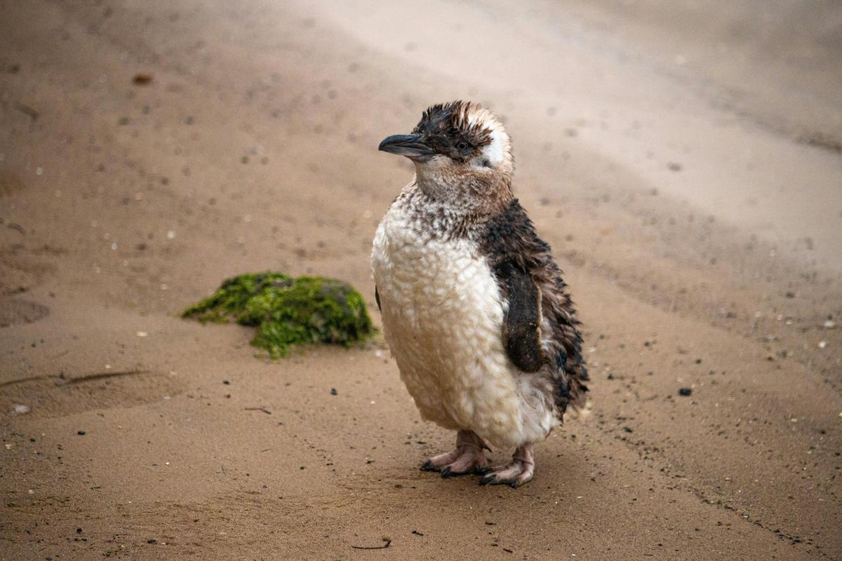 Penguin on the sand. Image copyright: Flossy Sperring.