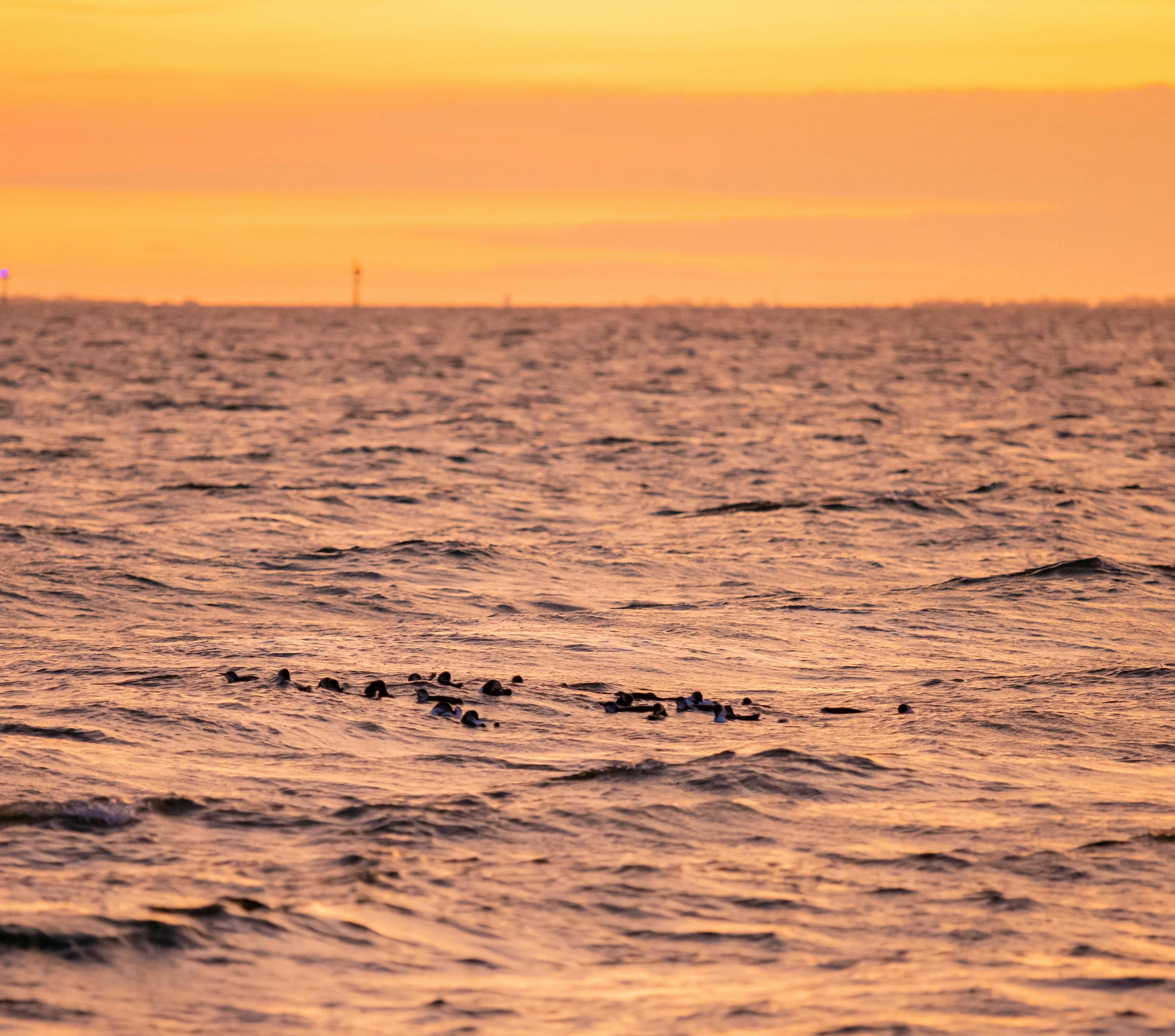 Little Blue Penguins coming home to the Breakwater in St Kilda. Seen from our Sunset Penguin cruise
