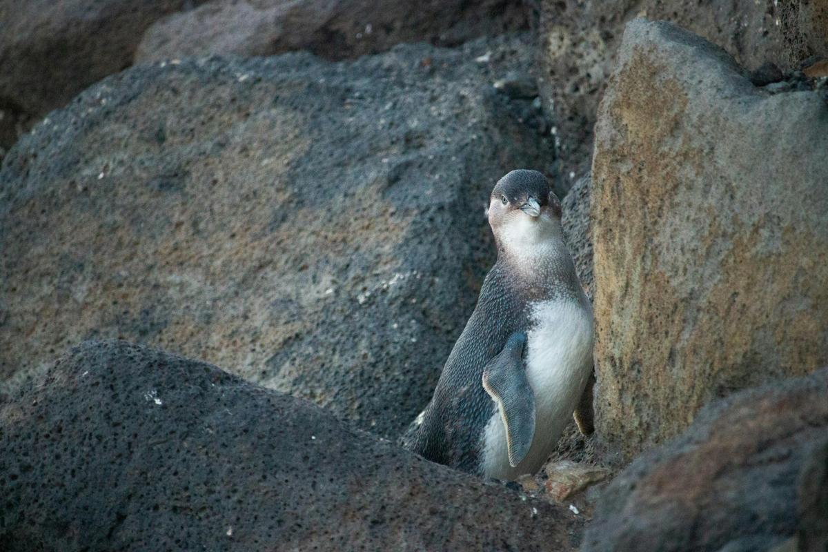 Penguin amongst the rocks. Image copyright: Flossy Sperring.