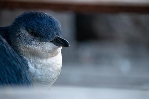 Penguin resting. Image copyright: Flossy Sperring.