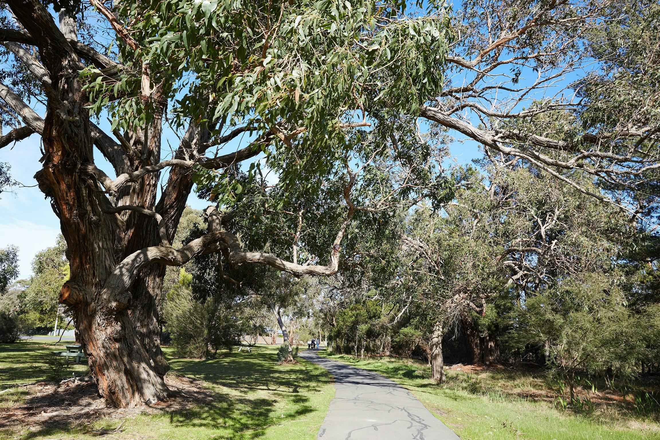 Somers Trail (part of the Western Port Bay Trail)