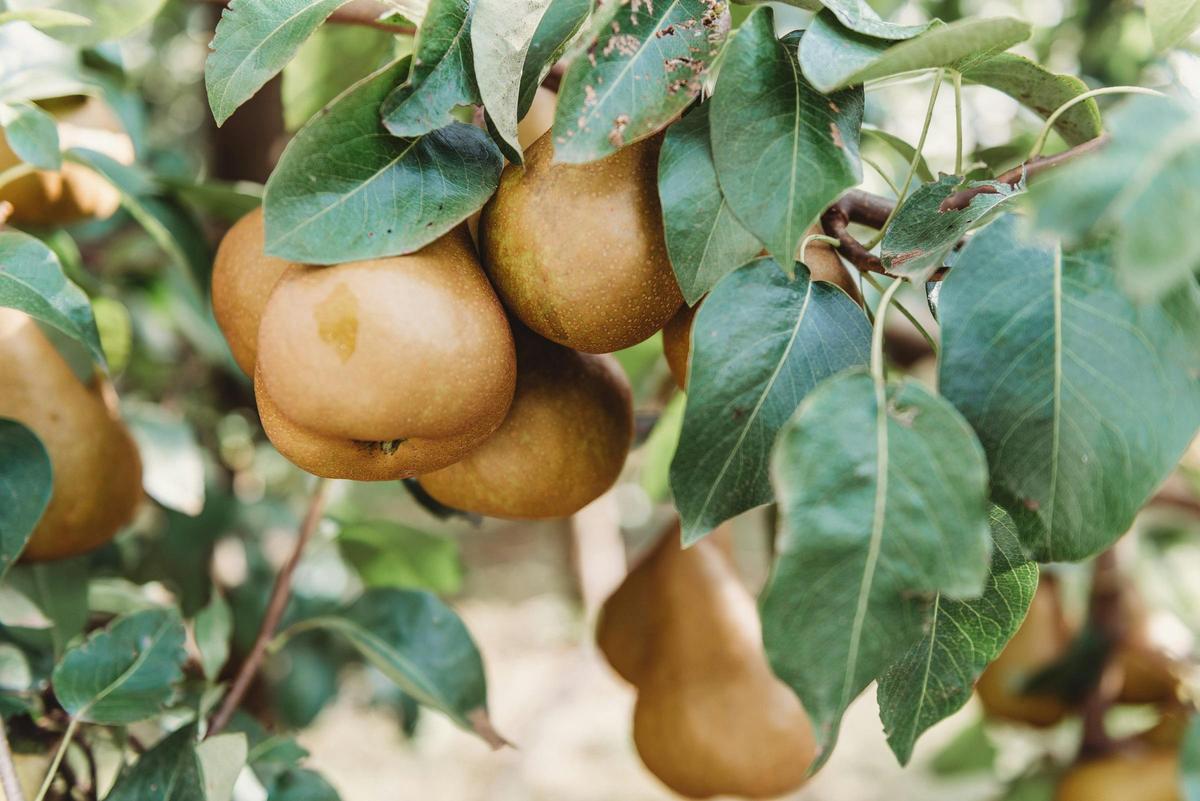 Pears