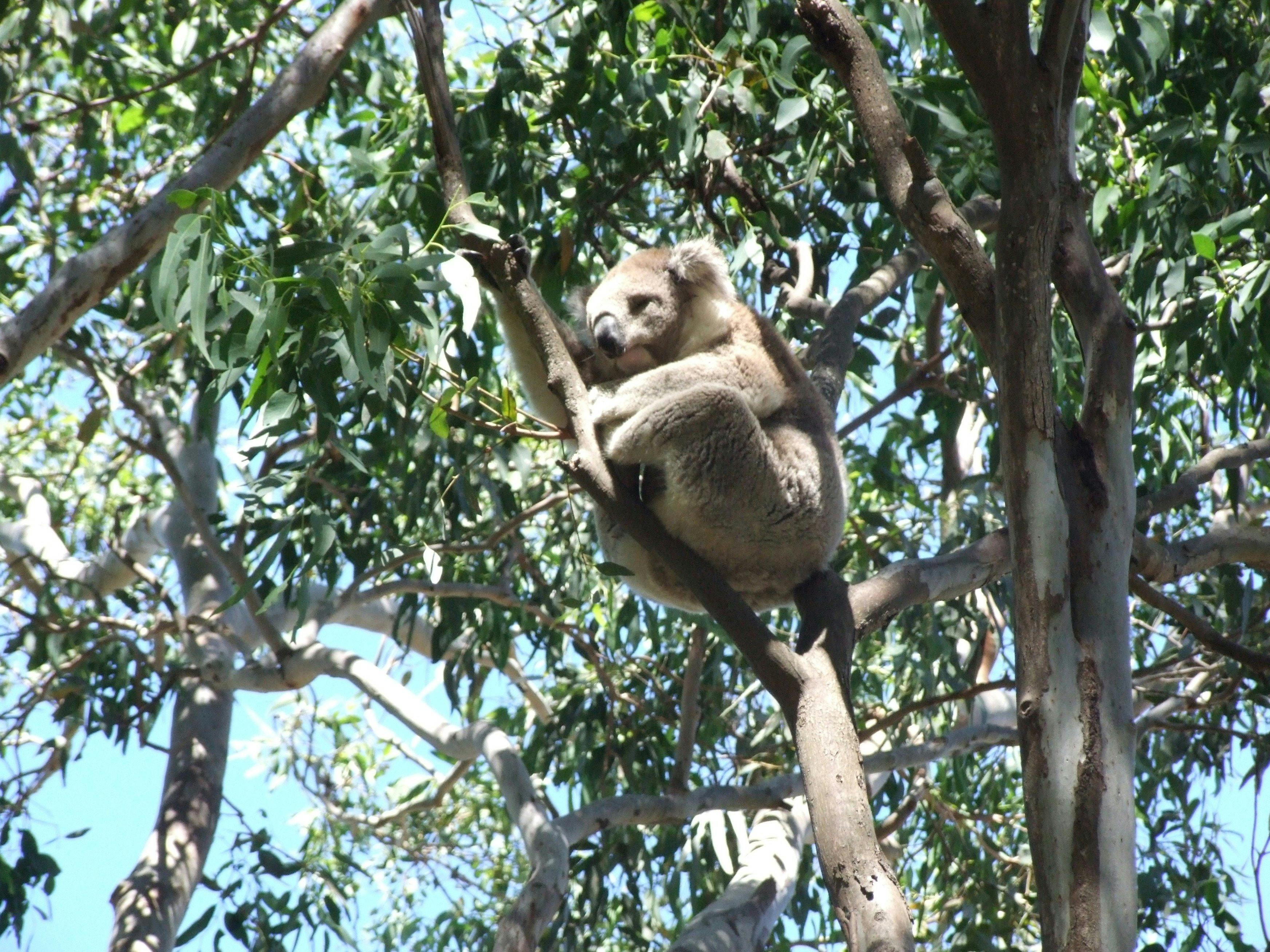 Koala on Raymond Island
