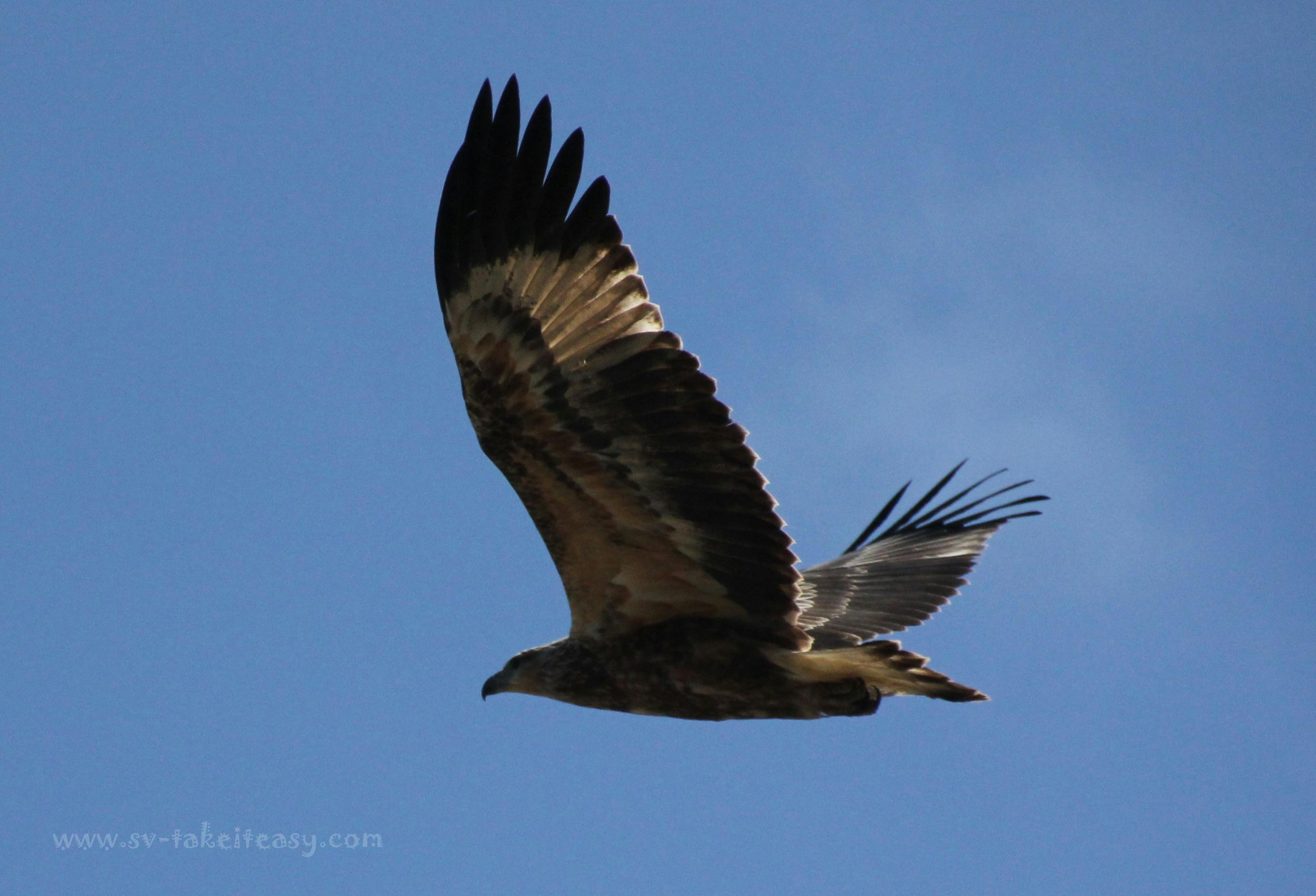 Whistling Kite