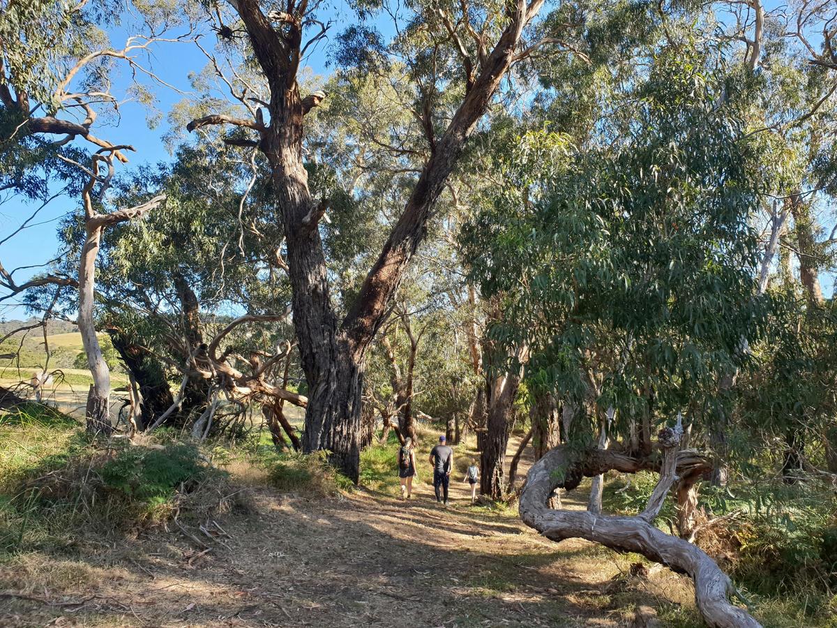 Stefanie Rennick Walk (Two Bays Walking Track) edit