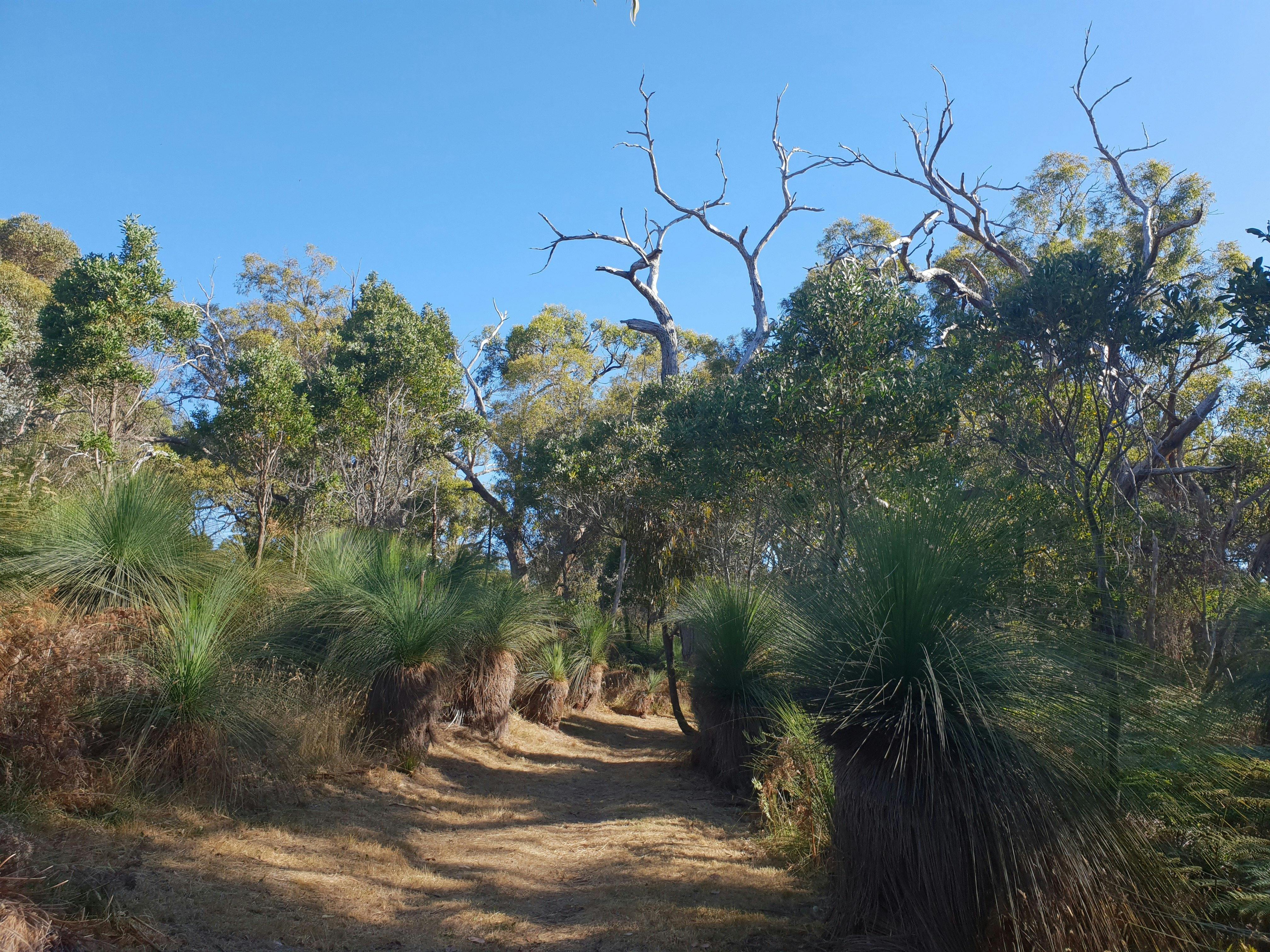 Stefanie Rennick Walk (Two Bays Walking Track) edit