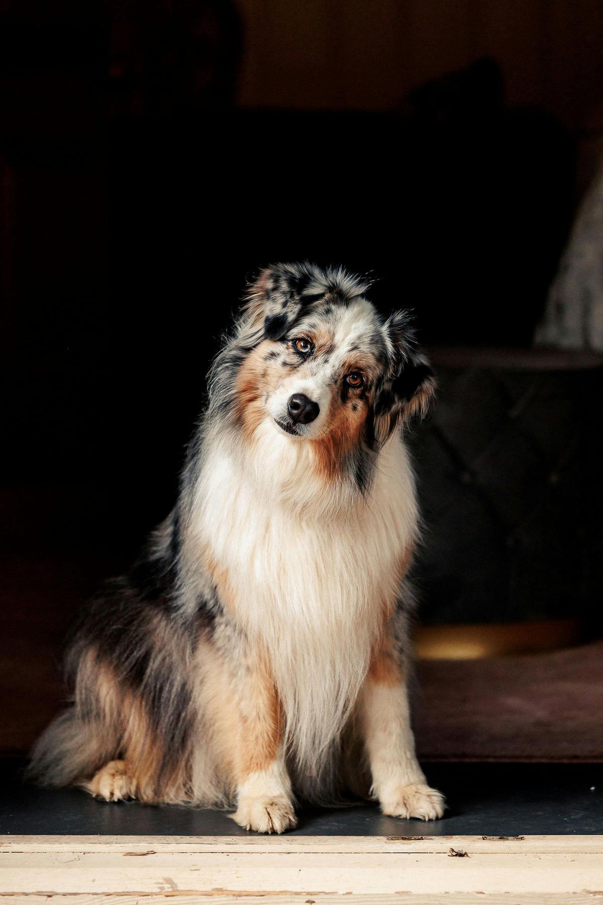 Dog-Friendly Country Luxe Stay