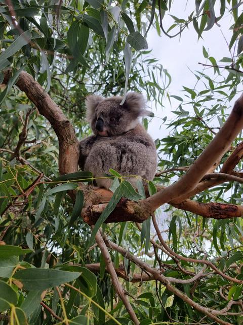 Koala on French Island Island