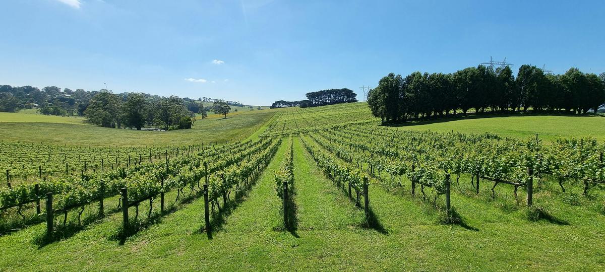 Gippsland Wine Experience Day Tour
