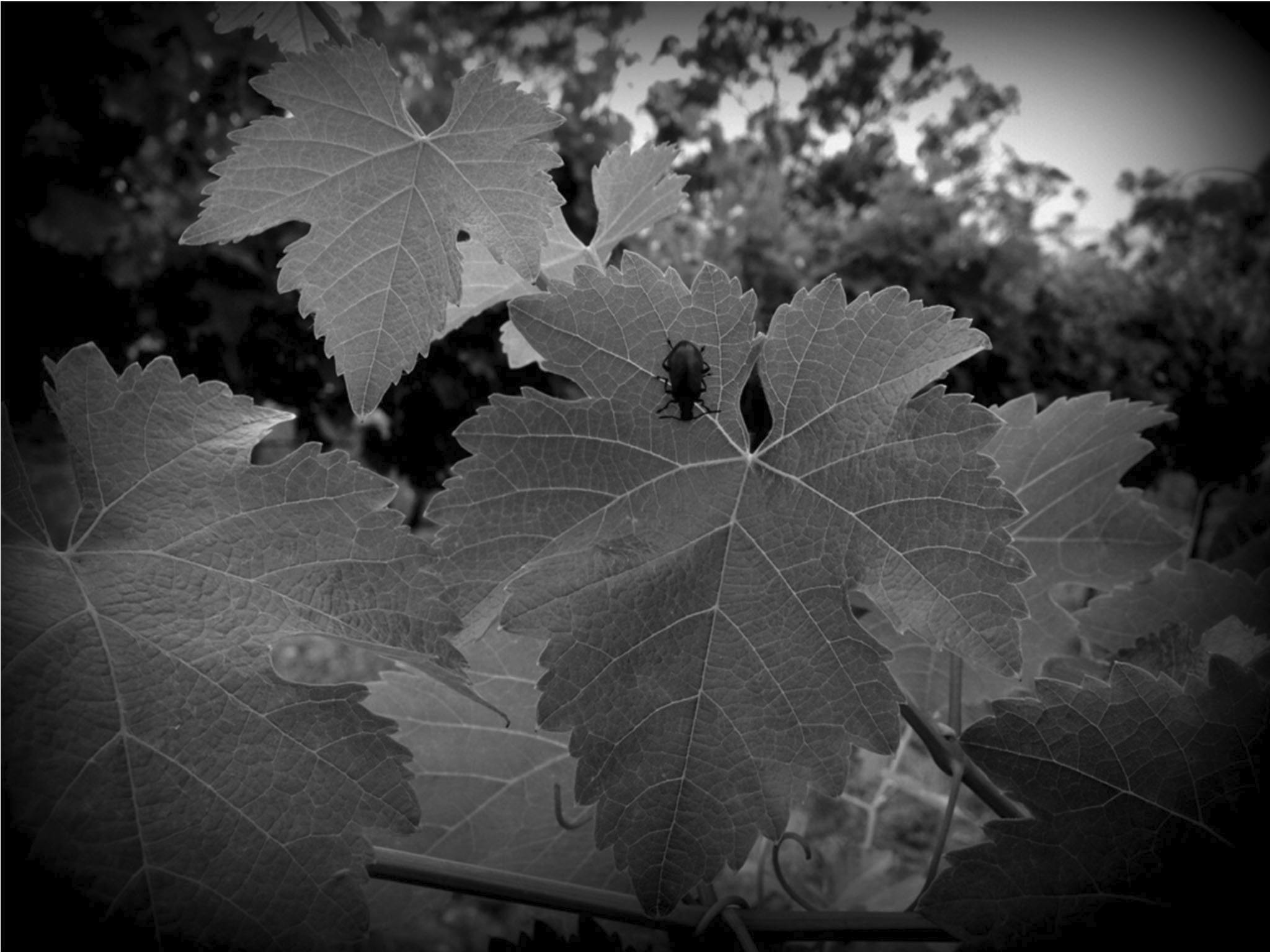 Insect resting on vine leaf