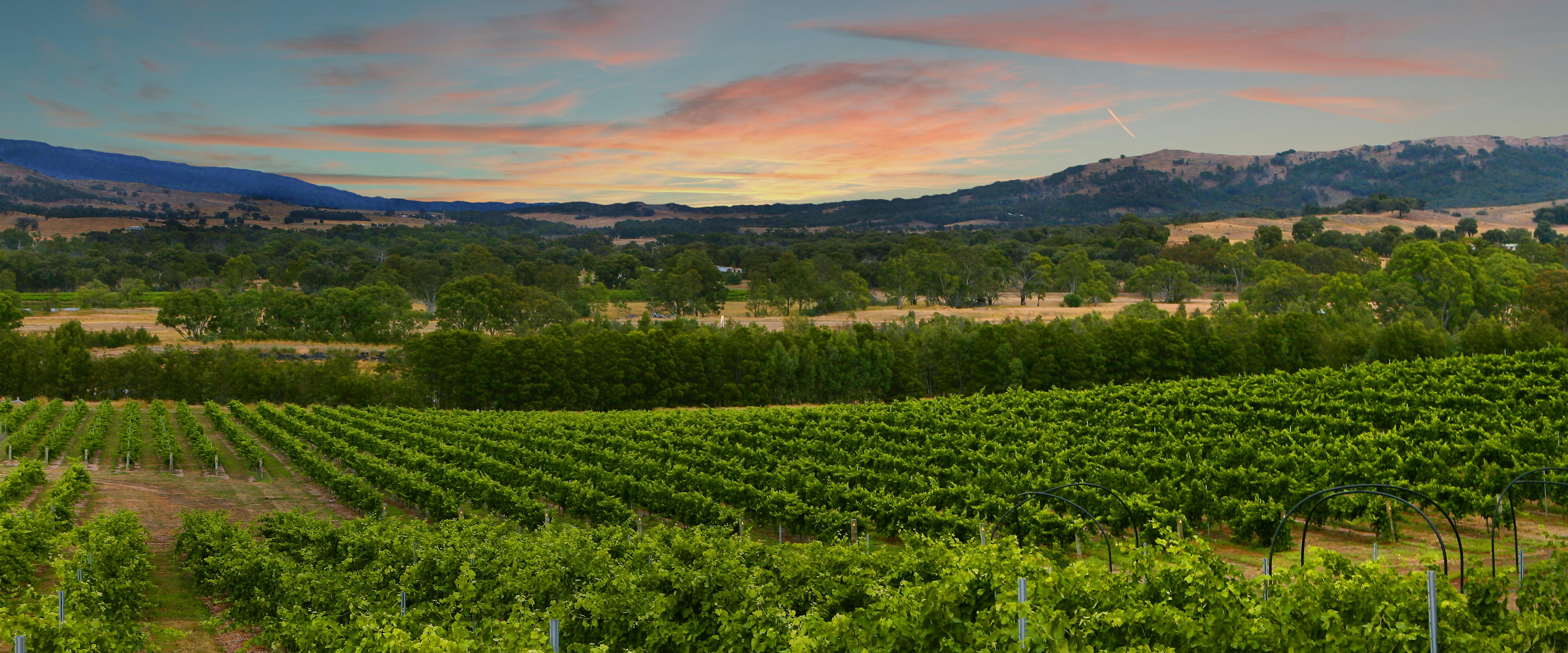 Summerfield Vineyard