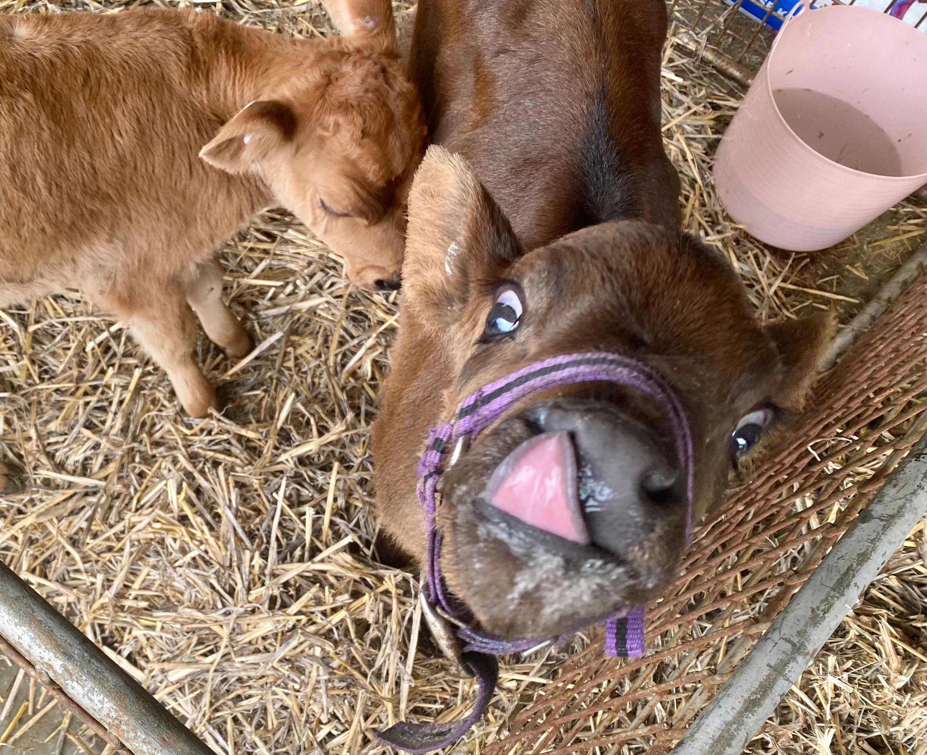 Lu Lu’s review of today: 10/10 snacks, 0/10 manners 😛 This poddy calf brings the attitude and the c