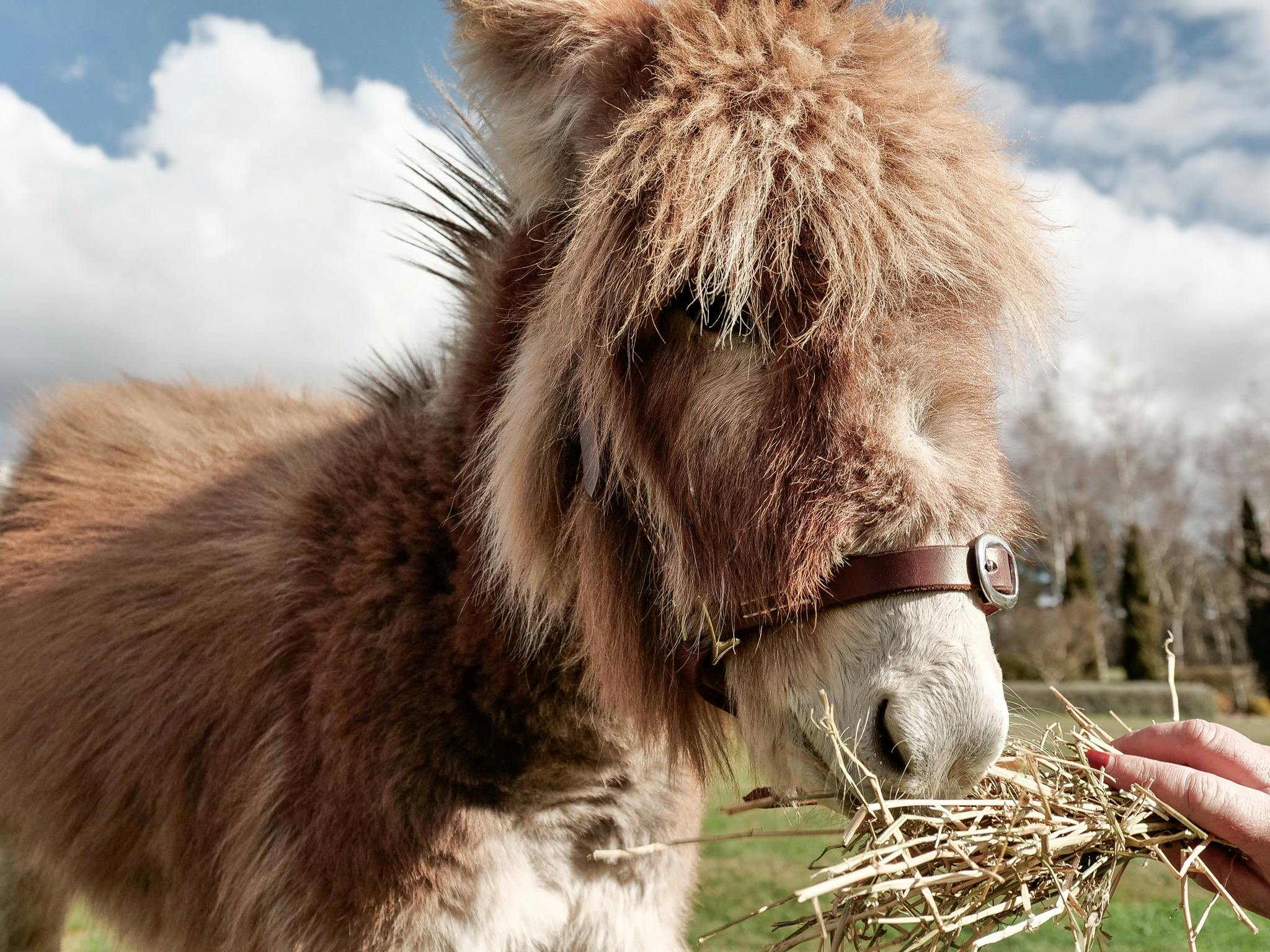 Jo Jo the mini donkey = certified heart-stealer 💫 One handful of hay and you're best friends for li