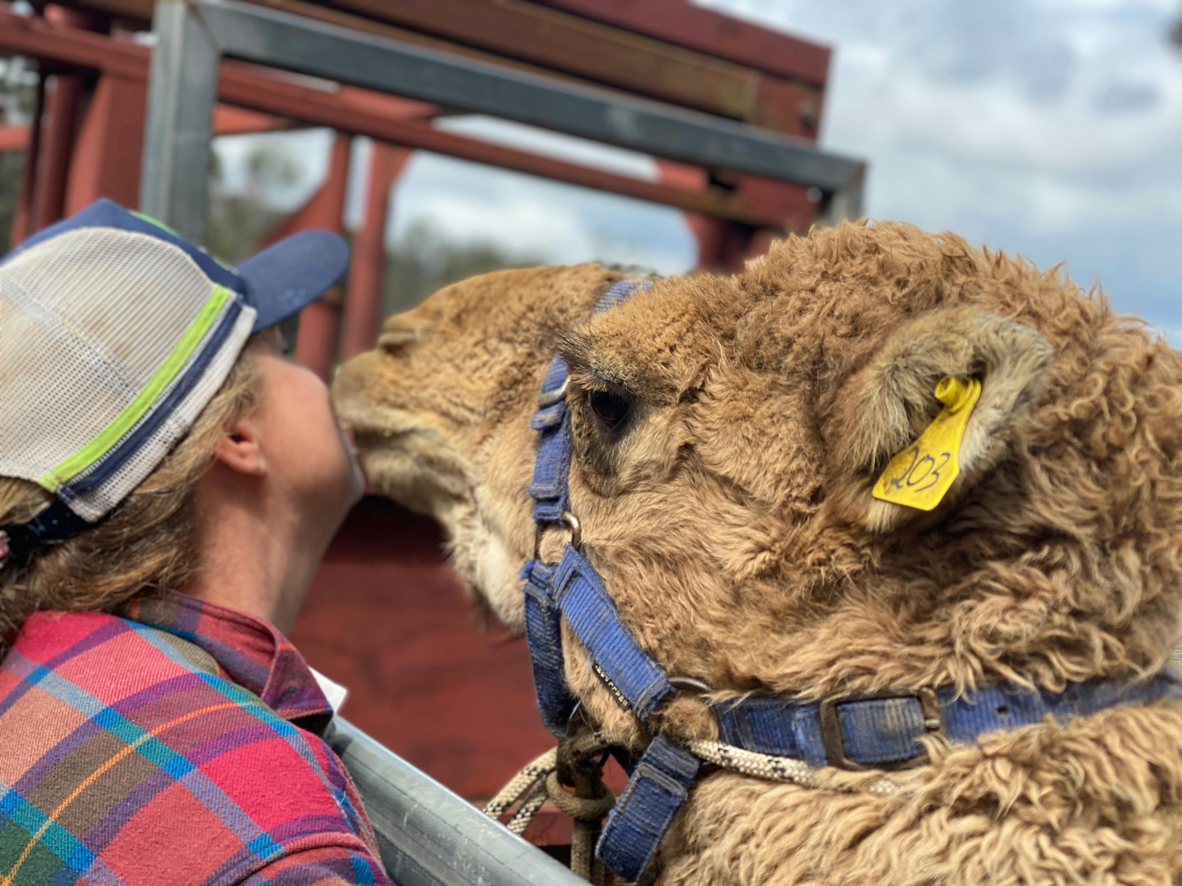 Pucker up! 💋 Bruce the camel doesn’t hold back on the love — just ask our latest guest 😄🐪