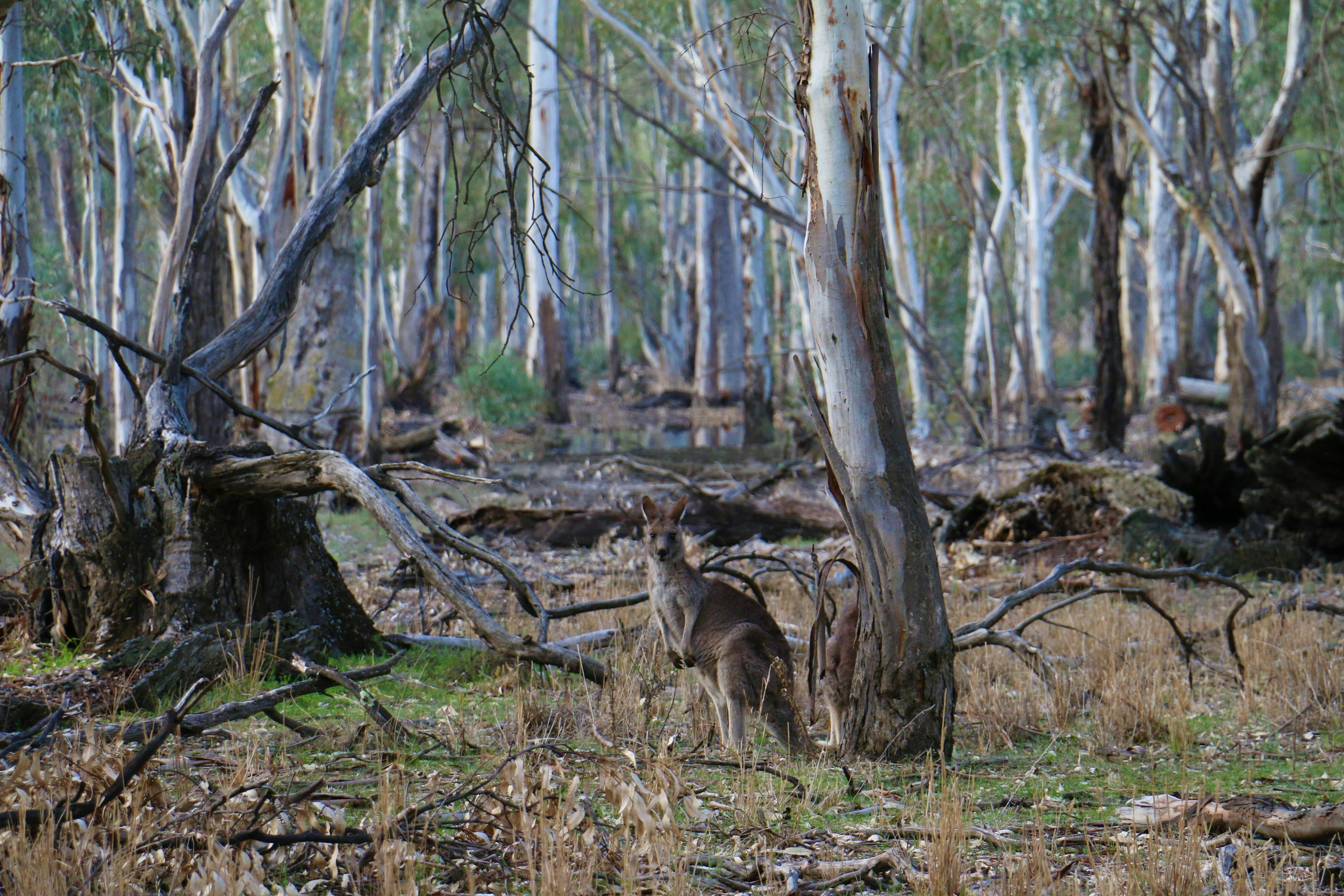 Kangaroos in Gunbower Island