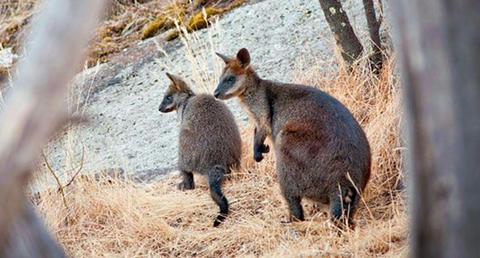 Terrick Terrick National Park