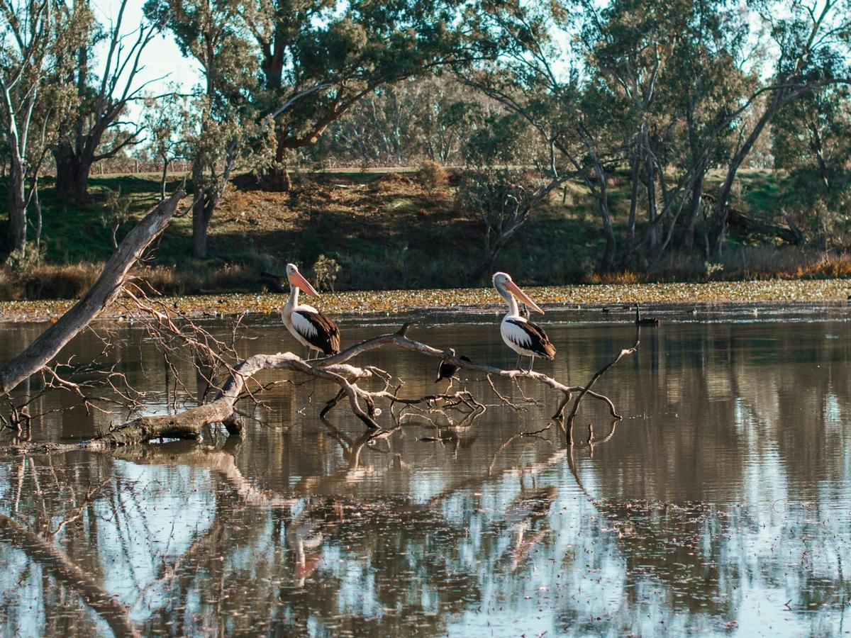 Views of the wildlife in the Tahbilk Wetlands