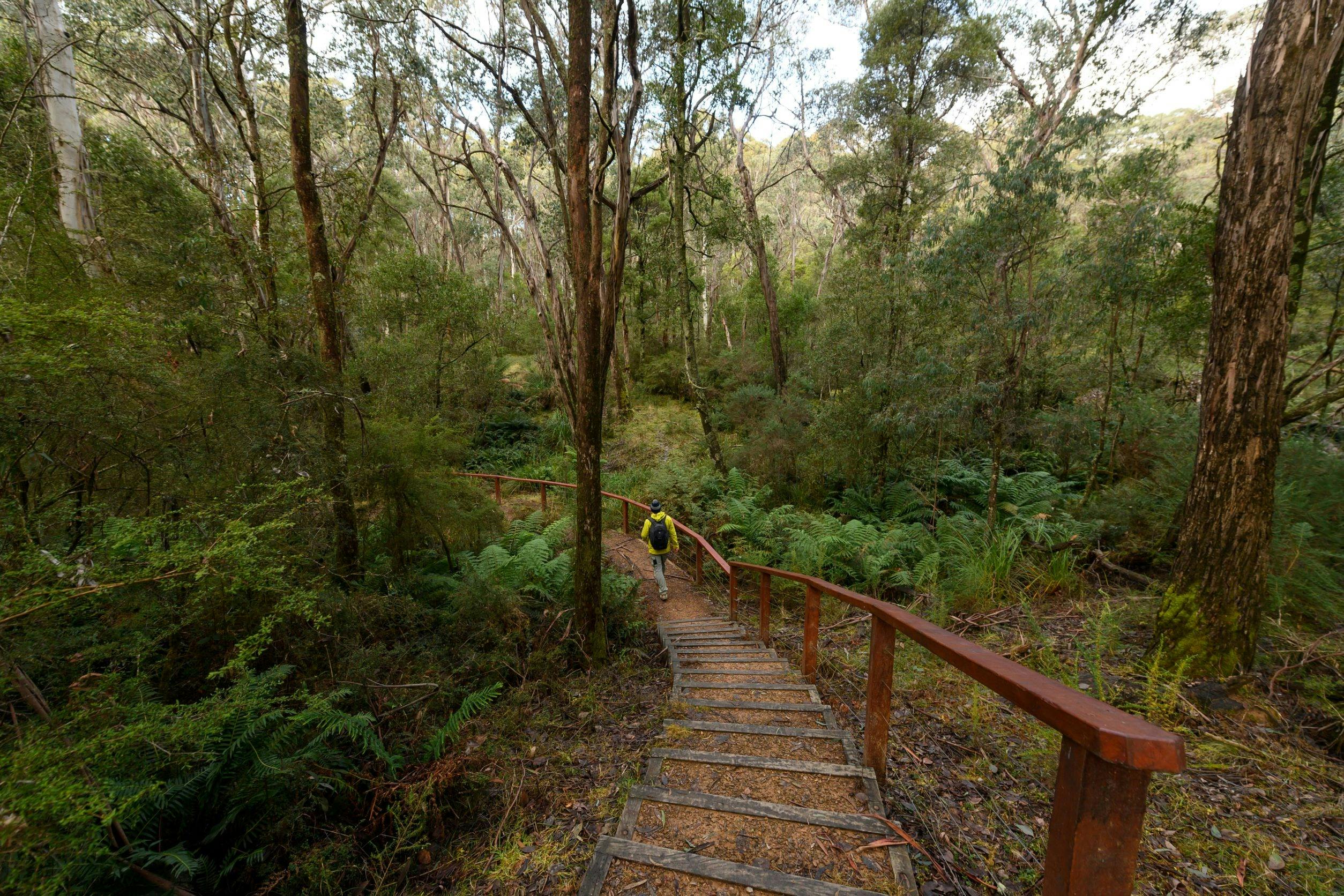 Stringybark Creek Reserve Walk