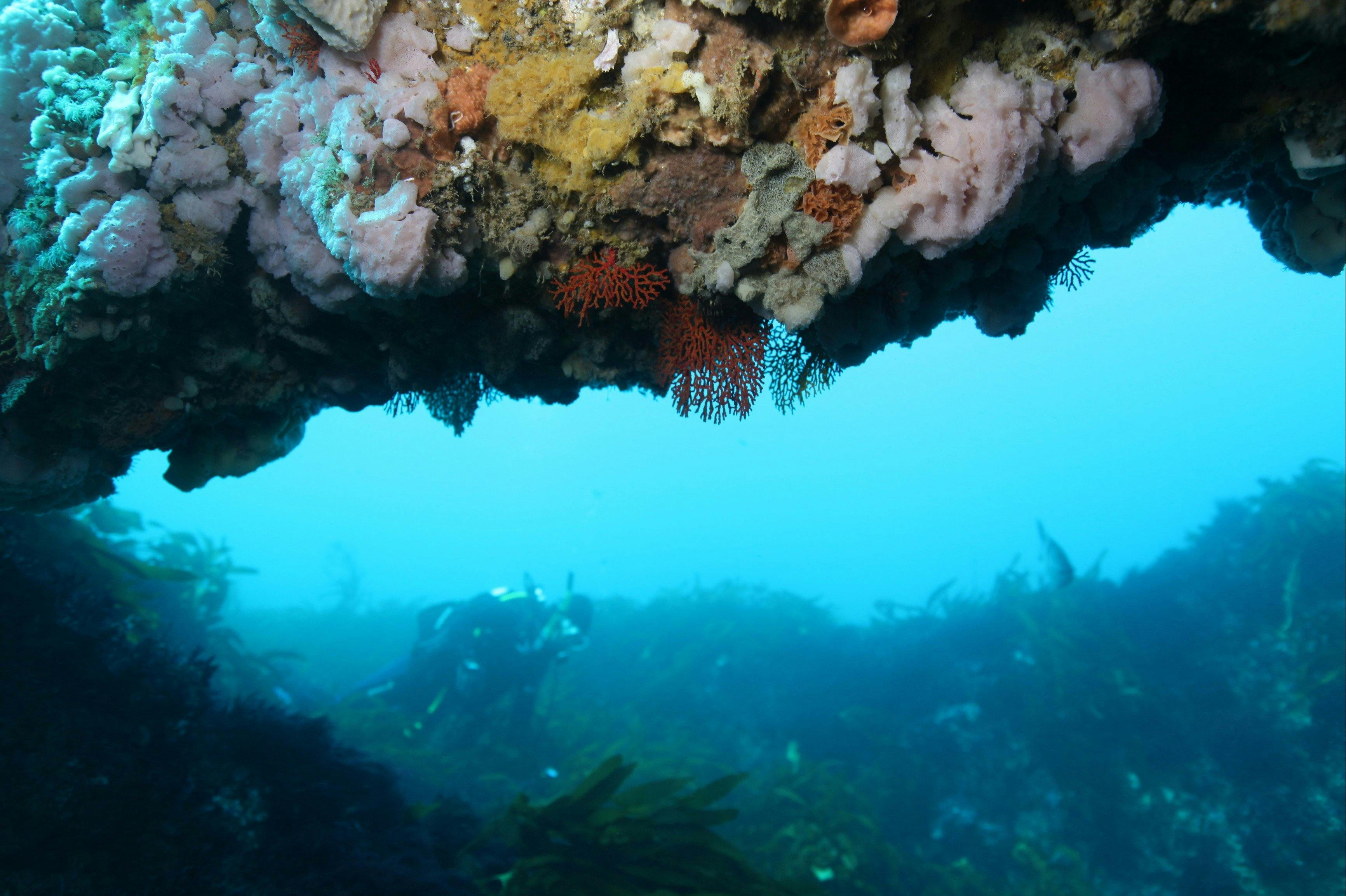 The Arches Marine Sanctuary