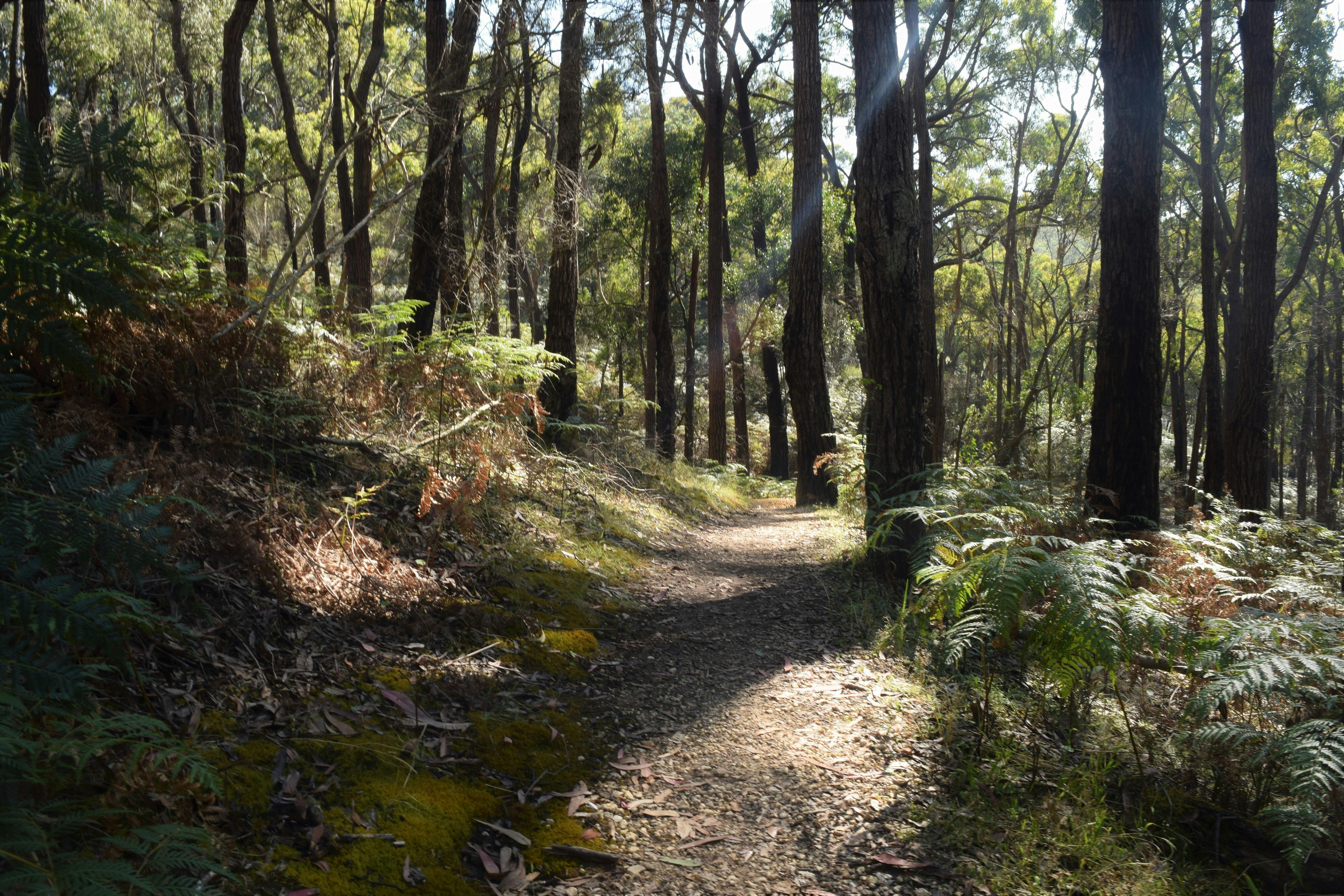 Ironbark Basin, Great Otway National Park, Surf Coast Walk