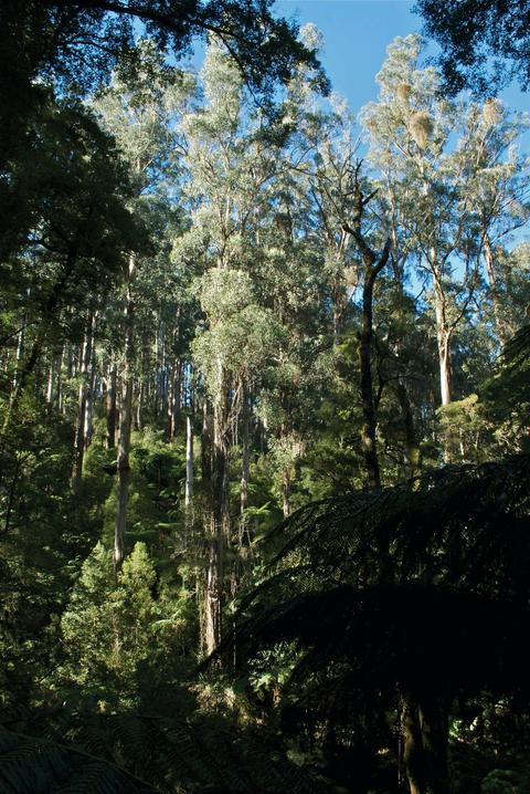 Tarra Bulga National Park